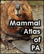 mammal atlas